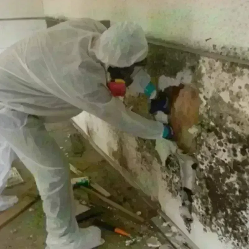 Mold Remediation and Removal in Union, KY